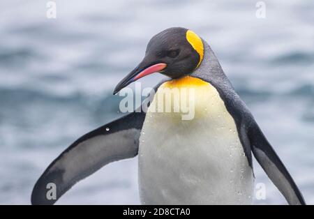 Re pinguino (Atenodytes halli, Atenodytes patagonicus halli), Closeup di un adulto che si fonde dal mare, Australia, Tasmania, Isola di Macquarie Foto Stock