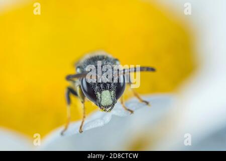 Ape spatulata-mascherata puntata (Hylaeus punctatus), seduta su un fiore bianco, ritratto, Germania Foto Stock