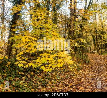 L'autunno parte nel castello di Pickering, Hill Woods Foto Stock