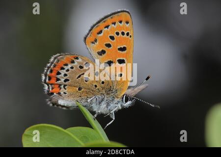 Il rame violetto (Lycaena helle), siede su una foglia, la Germania Foto Stock