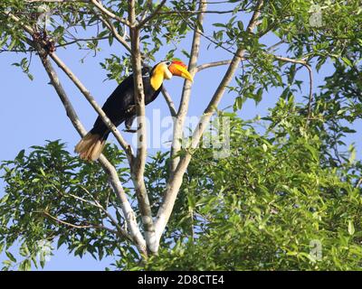 Becco di cornamia rugosa, becco di cornamia (Aceros corrugatus, Rhabdotorrhinus corrugatus), arroccato in un enorme fiume fif albero lungo il Foto Stock