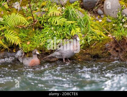 Blue Duck, Whio (Hymenolaimus malacorhynchos), coppia in piedi su una lussureggiante riva verde lungo un fiume che scorre veloce, Nuova Zelanda, Isola del Nord, Turangi Foto Stock