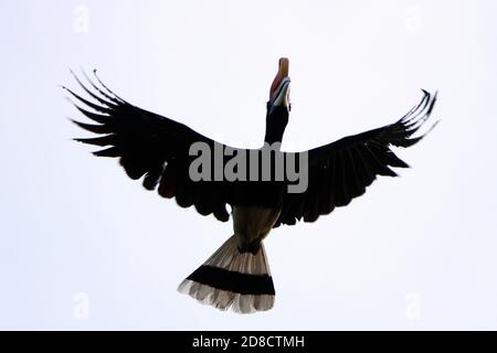 Rhinoceros hornbill (Buceros rhinoceros), in volo, vista dal basso, Malesia, Sabah, Kinabatangan Foto Stock