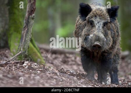 Cinghiale, maiale, cinghiale (Sus scrofa), scrofa selvatico in una foresta, vista frontale, Germania, Foresta Nera Foto Stock