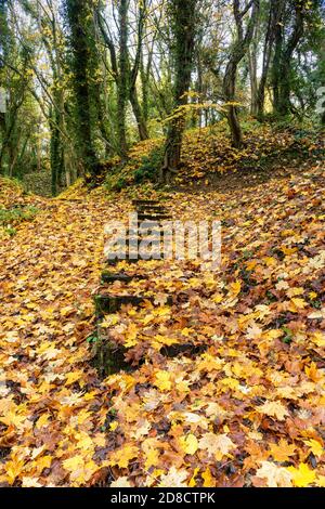 L'autunno parte nel castello di Pickering, Hill Woods Foto Stock