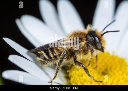 Ape comune di taglio di foglie, ape comune di taglio di foglie, ape di taglio di foglie di rosa, ape Megachile di taglio di foglie, ape di taglio di foglie (Megachile centuncularis, Megachile Foto Stock