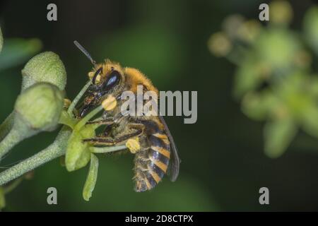 ivy Bee (Colletes hederae), su fiori d'edera, Germania Foto Stock