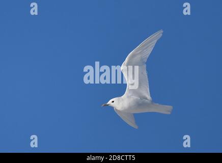 gabbiano d'avorio (Pagophila eburnea), in volo a cielo blu, Norvegia, Svalbard Foto Stock