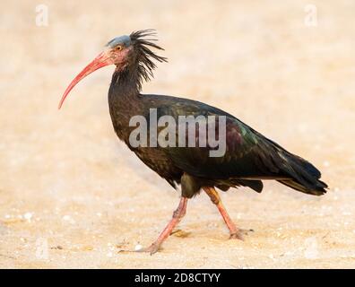Hermit ibis, Northern Bald Ibis (Geronticus eremita), passeggiate sulla spiaggia sabbiosa, vista laterale, Marocco, Timri Foto Stock