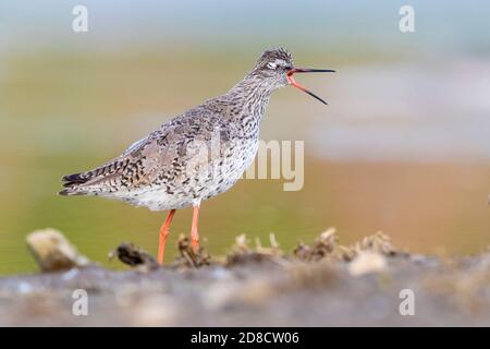 Rossore comune (Tringa totanus), perches che invocano a terra, vista laterale, Italia, Campania Foto Stock