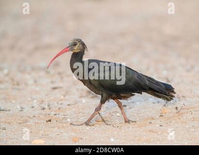 Hermit ibis, Northern Bald Ibis (Geronticus eremita), passeggiate immature sulla spiaggia di sabbia, vista laterale, Marocco, Timri Foto Stock