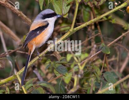 Shrike dalla coda lunga, Shrike dal supporto rufoso (Lanius schach erythronotus), arroccato su un ramo, l'India Foto Stock