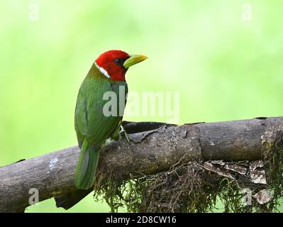 barbet rosso (Eubucco bourcierii), maschio, Ecuador, Ande Foto Stock