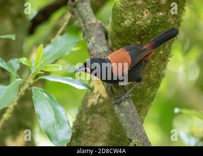 Saddleback dell'Isola del Nord (Philesturnus rufusater, Philesturnus carunculatus rufusater), che percola su un ramo su un albero, vista laterale, Nuova Zelanda, Foto Stock