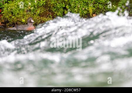 Anatra blu, Whio (Hymenolaimus malacorhynchos), nuoto maschile nelle rapide, Nuova Zelanda, Isola del Nord, Turangi Foto Stock