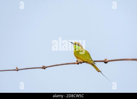 Piccolo mangiatore di ape verde, Merops orientalis orientalis (Merops orientalis), arroccato su un ramo, India Foto Stock