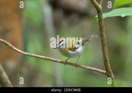 Madeira fuoco (Regulus madeirensis), arroccato su un ramo, Madeira Foto Stock