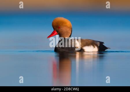 bietola rossa (Netta rufina), nuoto maschile, Italia, Marina di Vecchiano Foto Stock