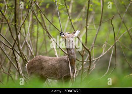 Capriolo (Capreolus capreolus), femmina di cervo che alimenta le foglie giovani di un ramo, Belgio Foto Stock