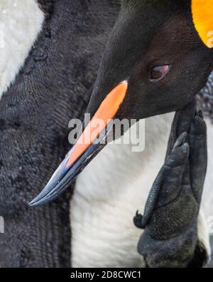 Re pinguino (Atenodytes halli, Atenodytes patagonicus halli), closeup estremo di un adulto che graffia la testa sulla spiaggia, uccello sta avendo un Foto Stock