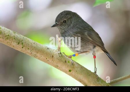 North Island Robin, New Zealand Robin (Petroica longipes, Petroica australis longipes), uccello adulto ormeggiato che perching su una filiale, Nuova Zelanda, Foto Stock