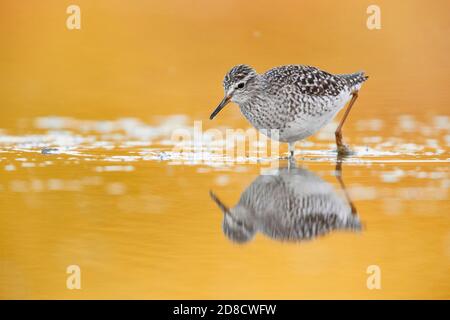 Sandpiper in legno (Tringa glareola), camminando attraverso un laghetto al tramonto, Italia, Campania Foto Stock