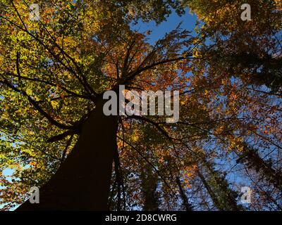 Vista mozzafiato dal basso del tronco e della corona di un maestoso faggeta con foglie verdi, arancioni e gialle appassite in una foresta a Kaiserstuhl. Foto Stock