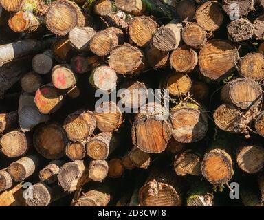 Una pila di tronchi su un luogo di abbattimento di albero di silvicoltura Foto Stock