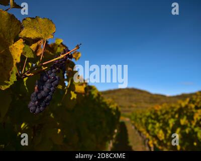 Mazzo di uve di vitigno mature di colore viola (utilizzate per la produzione di vino ghiacciato) in un vigneto con foglie di sbiadimento colorate nel sole autunnale del pomeriggio. Foto Stock