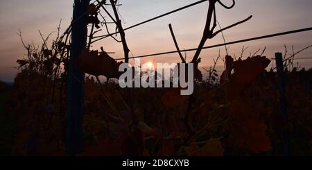 Sera il sole splende attraverso le foglie di vite sbiadite di colore rosso su un vigneto a Kaiserstuhl, in Germania in autunno. Concentratevi sulle foglie davanti a Bokeh. Foto Stock
