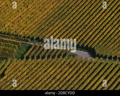 Vista aerea ravvicinata di un incrocio stradale agricolo circondato da vigneti a motivi geometrici con belle foglie di vite colorate che si sbiadiscono. Foto Stock