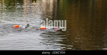 Due persone nuotano nel Tamigi a Teddington LOCK, Inghilterra, Regno Unito Foto Stock