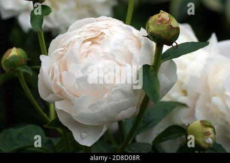 Peonia Corinne Wersan. Doppia bianca peonia fiore. Paeonia lactiflora (Cinese peonia o giardino comune peonia). Foto Stock