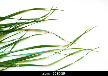 Vista dall'alto dell'erba di avena su sfondo bianco. Foglie verdi giovani di avena sativa Foto Stock