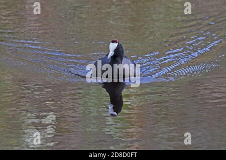 Coot (Fulica cristata), uomo adulto che nuota Albufera, Maiorca, Isole Baleari, Spagna Ottobre Foto Stock