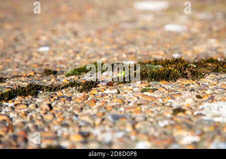 Pioneer specie muschio piante che crescono in crack in cemento grezzo di pillbox, Suffolk, Inghilterra, UK Foto Stock