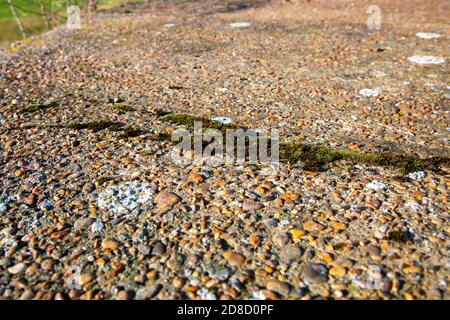 Pioneer specie muschio piante che crescono in crack in cemento grezzo di pillbox, Suffolk, Inghilterra, UK Foto Stock