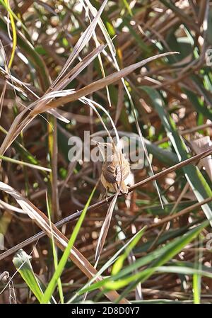 Reed Warbler (Acrocephalus scirpaceus) adulto arroccato in bassa vegetazione Mallorca, Isole Baleari, Spagna Ottobre Foto Stock