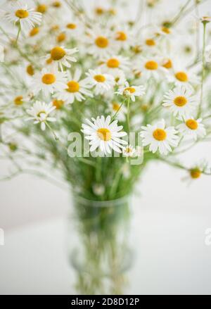 Bouquet di camomili di campo in un vaso Foto Stock