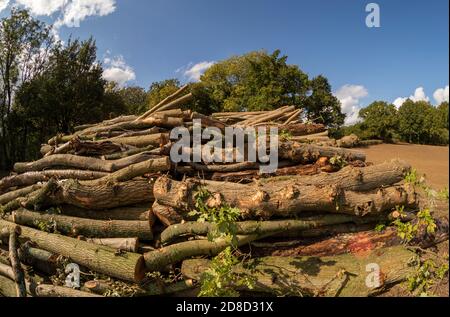 Log-pila nel paesaggio Kent come risultato di foresta gestione Foto Stock