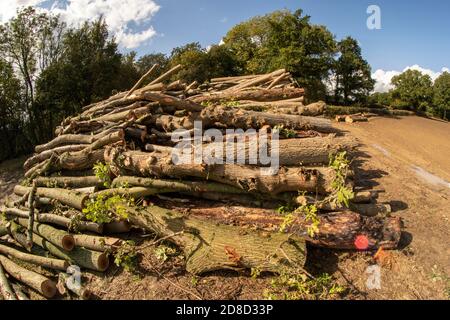 Log-pila nel paesaggio Kent come risultato di foresta gestione Foto Stock