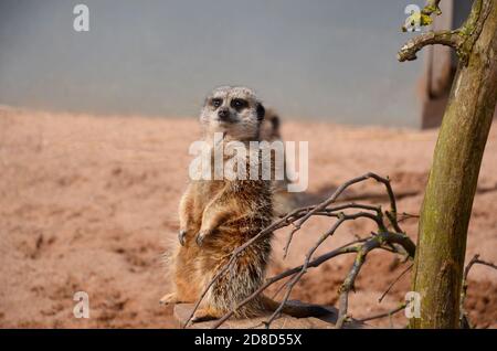 primo piano di un meerkat in piedi sul punto di osservazione su un tree stump circondato da sabbia Foto Stock