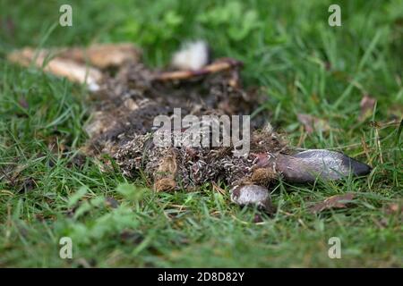 Brown lepre (Lepus europaeus) Foto Stock