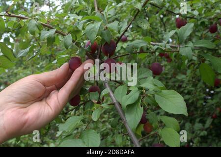 La donna con la mano sinistra strinse il frutto maturo di una prugna di amarena da un giovane ramo di un albero punteggiato di frutti di borgogna e foglie verdi. Foto Stock