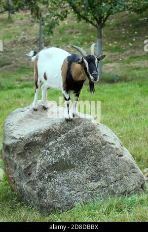 Capra in piedi su pietra soletta, sparata in luce estiva vicino Ibach, Foresta Nera, Baden Wuttenberg, Germania Foto Stock