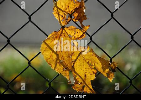 foglie gialle appese su una recinzione metallica intorno a una città parcheggia in autunno Foto Stock