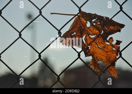 foglie gialle appese su una recinzione metallica intorno a una città parcheggia in autunno Foto Stock