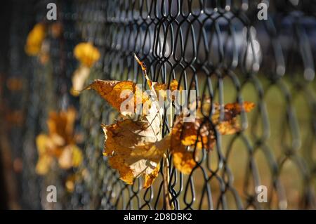 foglie gialle appese su una recinzione metallica intorno a una città parcheggia in autunno Foto Stock