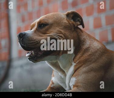 American stafford cane sorridente ritratto Foto Stock