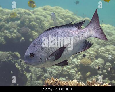 Dentice bianco e nero (Macolor niger) nuotare sopra la barriera corallina in mare, primo piano Foto Stock
